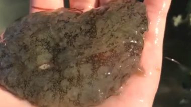Mysterious Sea Creature Washes Up on Texas Beach, Know All About Sea Hare That Lives in Shallow Waters (Watch Video)