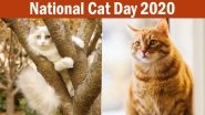 National Cat Day 2020 Cute Photos And Wallpapers: Adorable Pictures & Funny Cat GIFs of Felines to Share on The Observance
