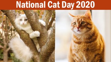 National Cat Day 2020 Cute Photos And Wallpapers: Adorable Pictures & Funny  Cat GIFs of Felines to Share on The Observance | 🙏🏻 LatestLY