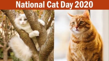 National Cat Day 2020 Cute Photos And Wallpapers: Adorable Pictures & Funny Cat GIFs of Felines to Share on The Observance