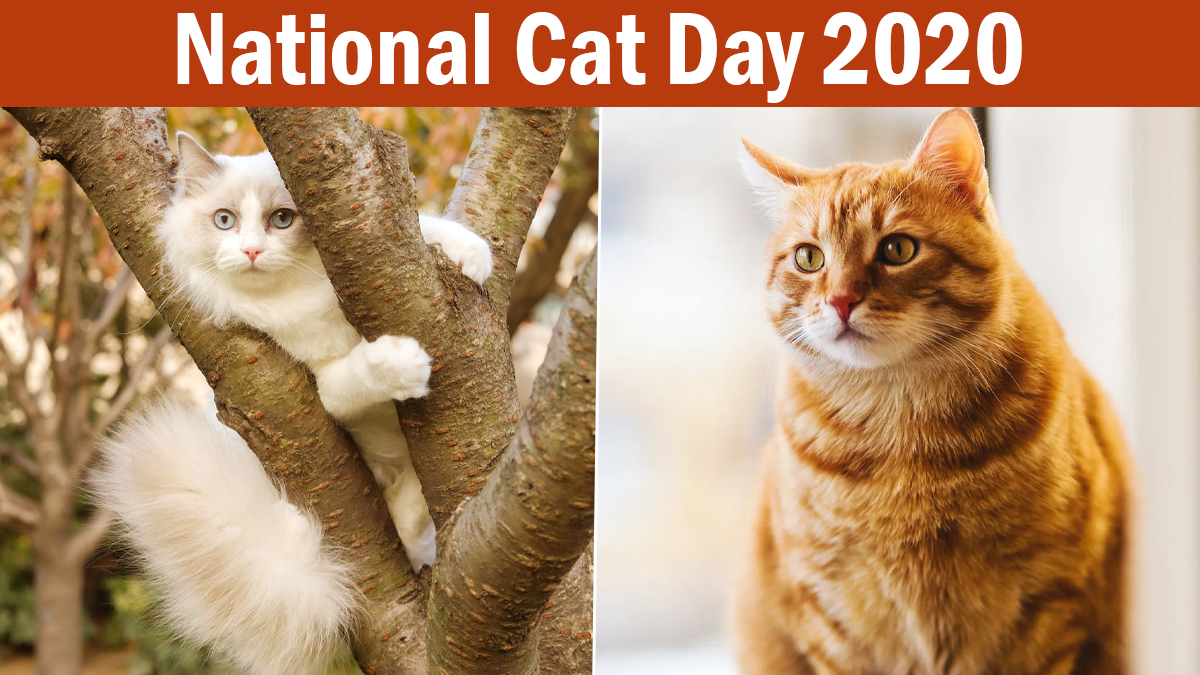 Five Funny Cat Videos in Honor of National Cat Day, Hey BU Blog