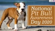 National Pit Bull Awareness Day 2020 Date And Significance: Know The History of the Observance That Highlights Stereotypes About the Breed And Celebrates the Dog