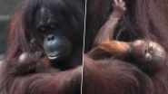 Surprise Entry! Critically Endangered Bornean Orangutan in Chester Zoo Gives Birth Despite Negative Pregnancy Test, Watch Cute Video of The Inseparable Mother-Child