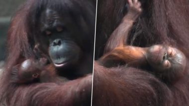 Surprise Entry! Critically Endangered Bornean Orangutan in Chester Zoo Gives Birth Despite Negative Pregnancy Test, Watch Cute Video of The Inseparable Mother-Child