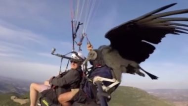 Vulture Takes a Ride on Paraglider's Selfie Stick in Spain, But Its Not What It Looks Like! Watch Viral Video of Parahawking