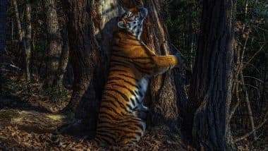 Sergey Gorshkov Named 2020 Wildlife Photographer Of The Year: 'The Embrace' Rare Photo of Siberian Tigress Hugging Tree Wins the Award (See Picture)