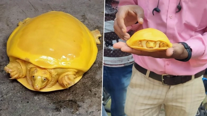 Rare Yellow Turtle Found in Pond at Burdwan in West Bengal! Unique Reptile Spotted For the 2nd Time