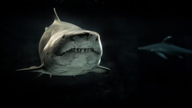 First Ever Albino All-White Shark Caught off Britain, See Pictures and Video