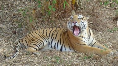 Mangaluru: Pilikula Biological Park's Star Attraction, Tiger Vikram, Dies of Old-Age at 21