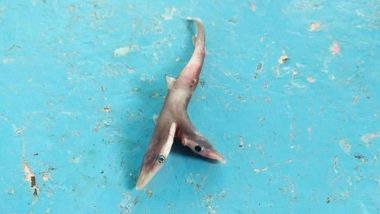 Rare Two-Headed Baby Shark Caught by Fisherman in Palghar, Pictures of First Such Sighting in Maharashtra Go Viral