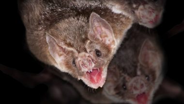 What Are Vampire Bats? Do They Drink Blood of Their Preys? Know Everything About These Flying Mammals Who Are Experts at Social Distancing