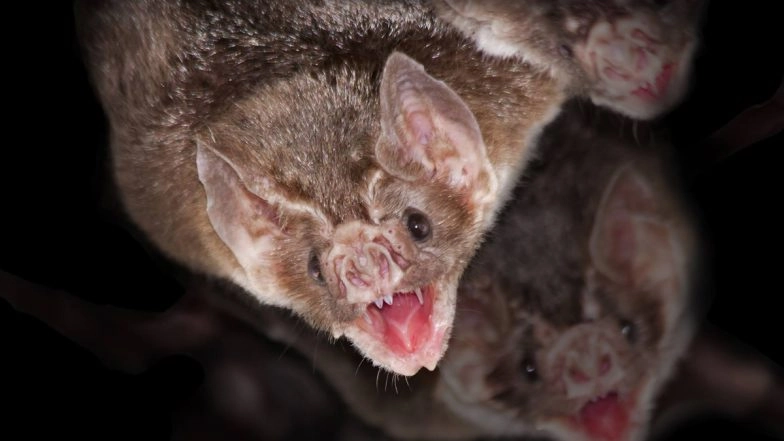 Vampire Bats Are Experts at Social Distancing; Know More About These Blood-Sucking Flying Mammals