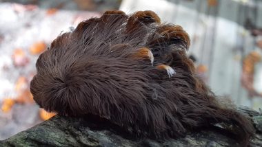 Hairy Scary! Venomous Puss Caterpillars Spotted in Virginia; Know About These Creepy and One of The Dangerous Caterpillars in US