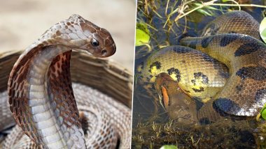 Venomous vs Poisonous Snakes, What's The Difference? Know Which Type of Serpents Are Most Dangerous