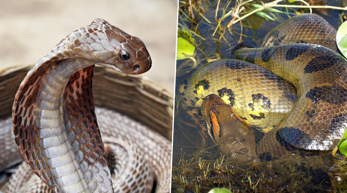 Venomous Vs Poisonous Snakes, What's The Difference? Know Which Type Of ...