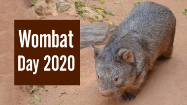Wombat Day 2020: Did You Know a Group of Wombats Are Called Wisdom? Know Interesting Facts About This Australian Marsupial