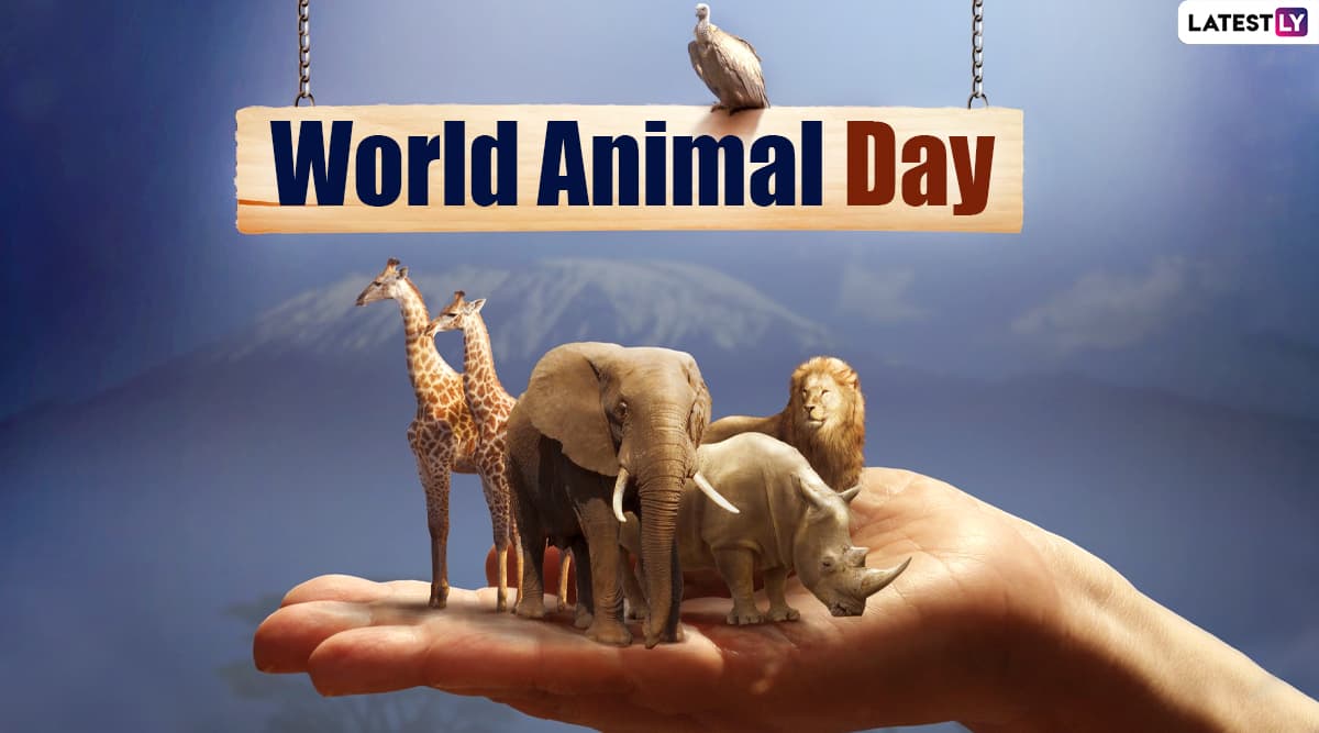 World Animal Day 2024 Theme - Corri Doralin