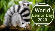 World Lemur Day 2020: Did You Know a Species of These Mammals Could Sing? Know 9 Interesting Facts About the Animal Found Only in Madagascar
