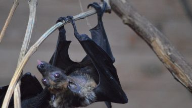 Vampire Bats Are Experts At Social Distancing When They Fall Sick, Finds Study
