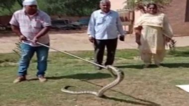 Haryana: 8-Foot Long Python Found in Car in Hisar's Auto Market, Rescued by Forest Department (Watch Video)