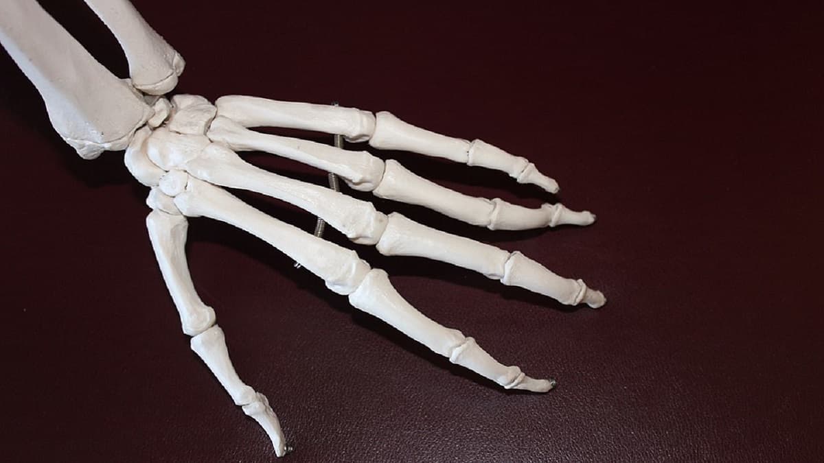 Haryana: Three Human Skeletons Found from a House in Panipat - Fresh