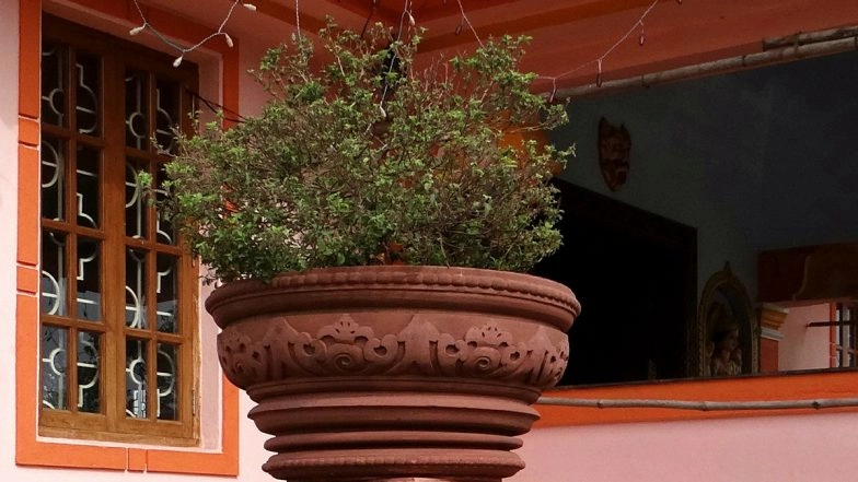 Tulsi Vivah 2020: Why Is Tulsi a Sacred Plant in Hinduism? Know the Significance of Worshipping Tulsi Plant