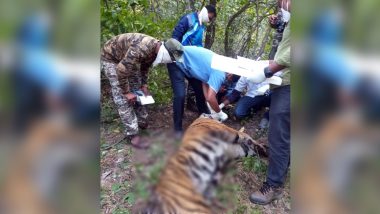 Pregnant Tigress  Found Dead in Umred Pauni Karhandla Wildlife Sanctuary, Forest Officers Discover 4 Foetuses Aborted Nearby