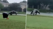 Dinosaurs Are Back? Jurassic Park-Like Massive Alligator Filmed Strolling Around Naples Golf Course in Florida, Watch Video