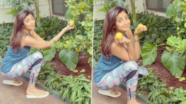 Shilpa Shetty Shares 'Food for Thought' as She Picks out Lemons From Kitchen Garden (Watch Video)