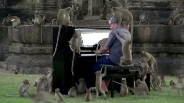 Paul Barton, British Pianist Calms Thailand’s Restless and Hungry Monkeys With His Melodious Tunes, Viral Video Will Soothe You Too!