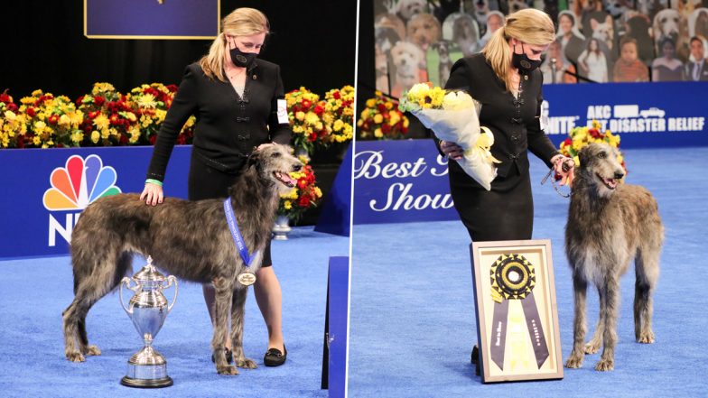 National Dog Show 2020 Pics & Videos: Claire, the Scottish Deerhound Declared Winner, Annual Event With Adorable Canines Walking the Ramp Is a Hit on Thanksgiving Day