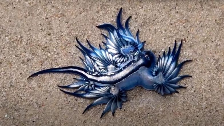 Shocking! Dragon-like Blue Sea Creatures Show up on Cape Town Beach! Know More About 'The Most Beautiful Killer in the Ocean' (Watch Video)