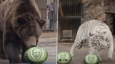 US Elections 2020 Predictions by Brown Bear and Tigers in Russia: Siberian Zoo Animals Favour Joe Biden Over Donald Trump as US President (Watch Video)