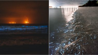 What Causes Bioluminescent? From Best Time to See Bioluminescence to Know if it's Harmful to Humans, FAQs on the Blue Light That Makes Oceans Look Magical in the Night