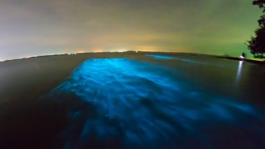 Sea Blooms Blue! Beautiful Pics of Bioluminescence Sighted on Indian Beaches