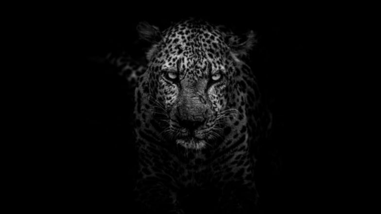 Black Leopard Mauls Florida Man Who Paid $150 for ‘Full Contact Experience’ Illegally at Animal Sanctuary (Watch Video)