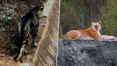 Rare 'Melanistic Black Tiger' Spotted in Odisha; From Rare Golden Tiger to Majestic Snow Leopard, Check Out 5 Wild Cats Captured in the Wild This Year (Pictures And Videos)