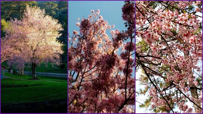 In Pics  Cherry trees blush pink as festive mood returns with pleasant  sunshine in Shillong - Hub News