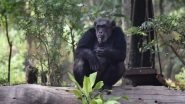 Suzi, Hyderabad Zoo's Popular Inmate Chimpanzee, Dies by Heart Attack