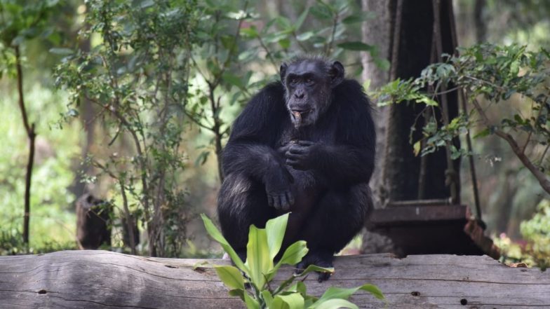Hyderabad’s Nehru Zoological Park Loses Its Beloved Chimpanzee ‘Suzi’ Due to Heart Stroke