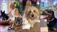 Paw-Some! Joe Biden's German Shepherd Major Will Become First Rescue Dog in White House; Dog Lovers Celebrate 'DOTUS'&nbsp;by Posting Happy Pics of Their Own Pooches