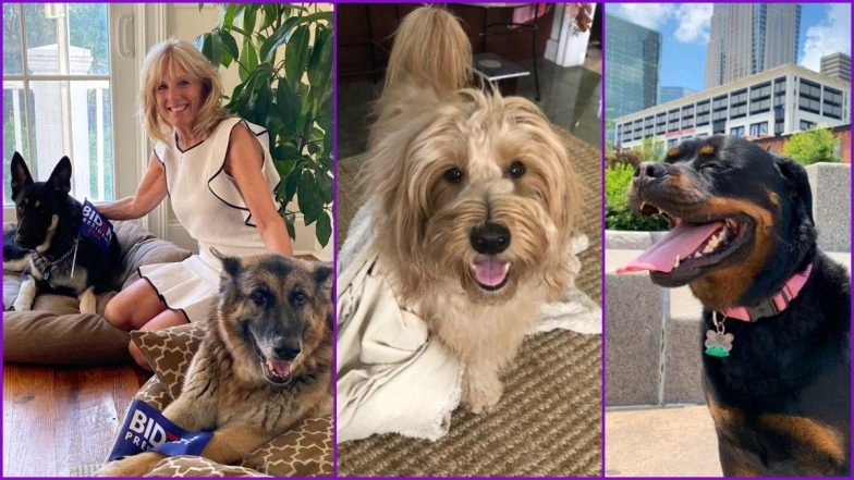POTUS Joe Biden and His DOTUS Makes People Happy, Netizens Welcome Dogs in The White House