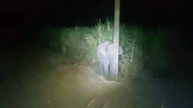 Baby Elephant Hides Behind a Pole When Caught Eating Sugarcanes in Thailand, Adorable Pic is Perfect Example of 'Dumbo Jumbo'