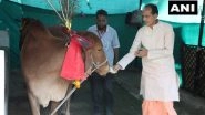 Gopashtmi 2020: Madhya Pradesh CM Shivraj Chouhan Celebrates &lsquo;Gopashtmi&rsquo; at His Residence by Feeding Halwa-Roti to Cows