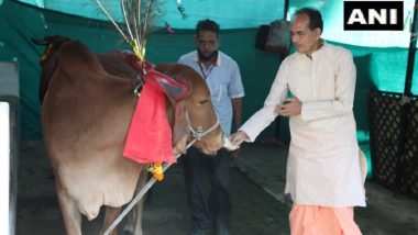 Gopashtmi 2020: Madhya Pradesh CM Shivraj Chouhan Celebrates ‘Gopashtmi’ at His Residence by Feeding Halwa-Roti to Cows