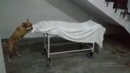 Uttar Pradesh: Dogs Tug at Dead Body, Roam Freely in Sambhal District Hospital (Watch Video)
