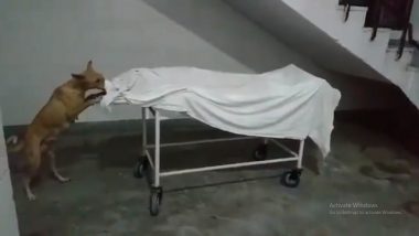 Uttar Pradesh: Dogs Tug at Dead Body, Roam Freely in Sambhal District Hospital (Watch Video)