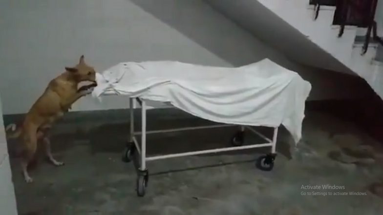 Uttar Pradesh: Dogs Tug at Dead Body, Roam Freely in Sambhal District Hospital (Watch Video)