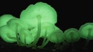 Glowing Mushrooms Found in Meghalaya: Know How These Bioluminescent Fungi Species Emit Light at Night (Watch Videos)