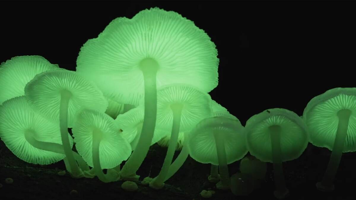 Glowing Mushrooms Found In Meghalaya Know How These Bioluminescent 